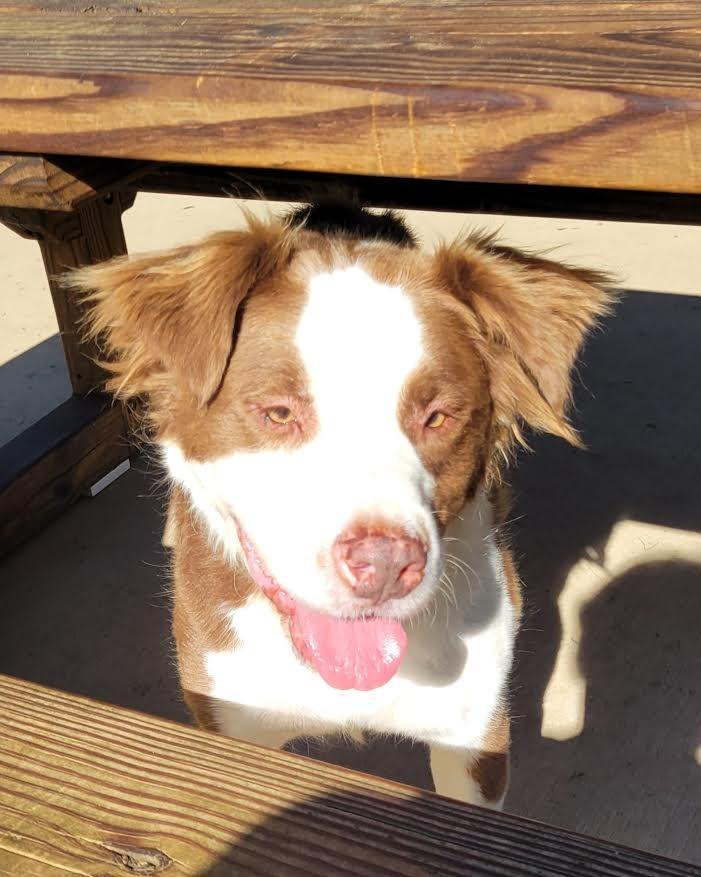 Enlarge Jax, a Adoptable mixed breed in Crossville, TN image 4/6