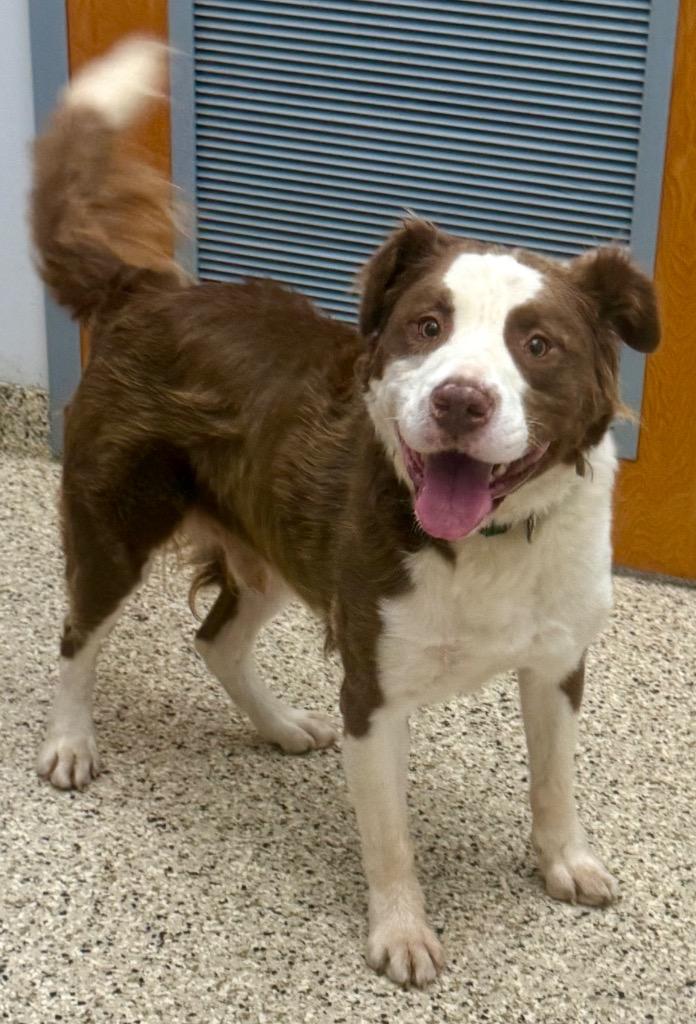 Enlarge Jax, a Adoptable mixed breed in Crossville, TN image 4/6