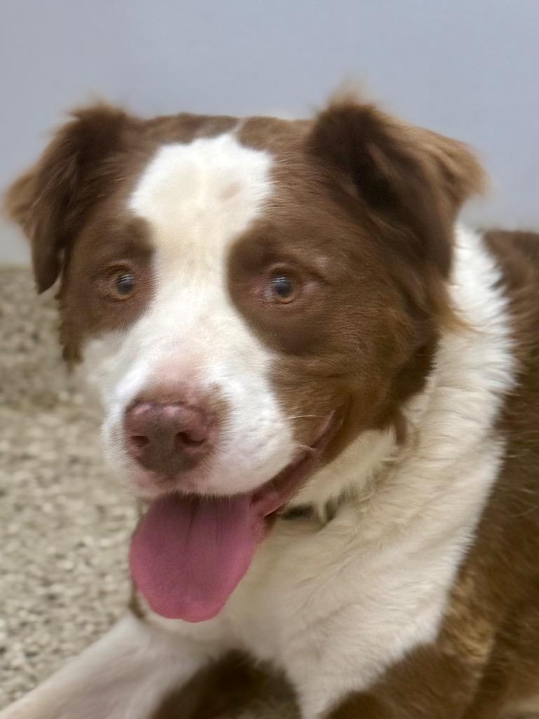 Enlarge Jax, a Adoptable mixed breed in Crossville, TN image 5/6