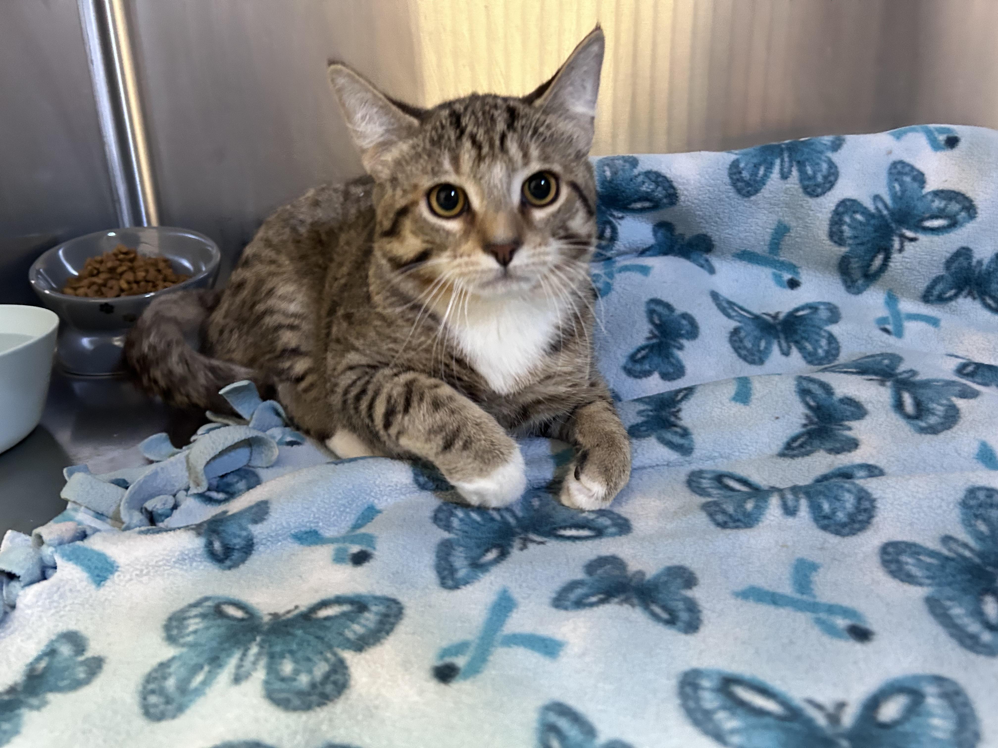 Hophorn, an adopted mixed breed in Greensboro, NC image 2/4