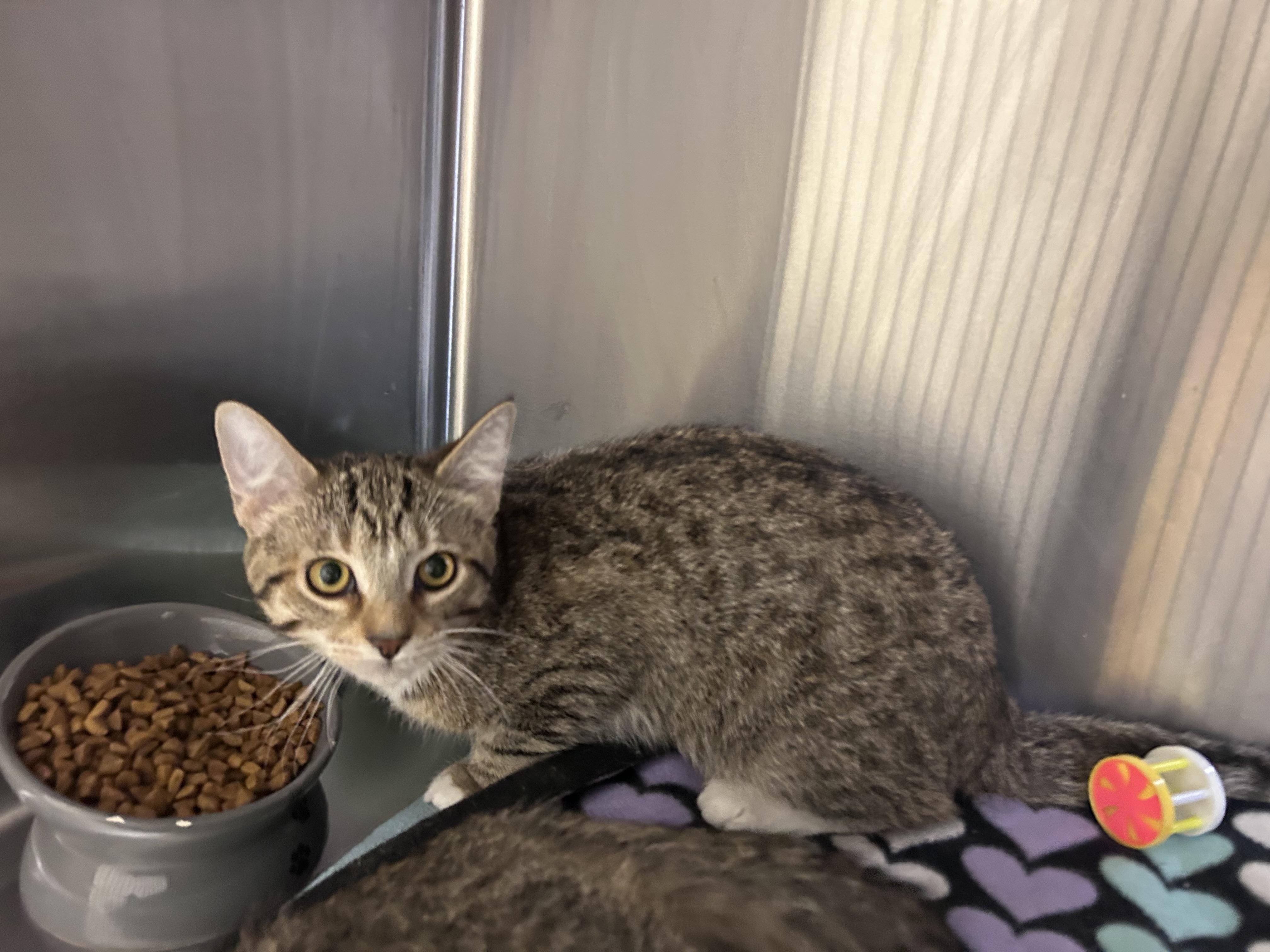 Hophorn, an adopted mixed breed in Greensboro, NC image 3/4