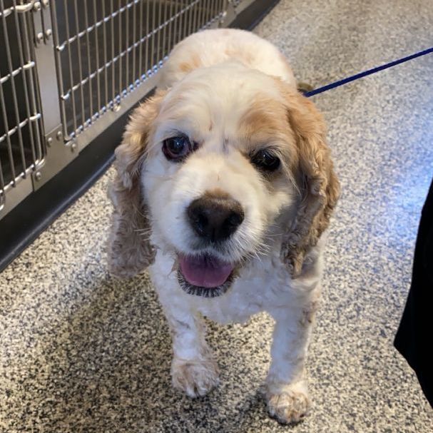 Miley, Adopted, Senior Female Cocker Spaniel.