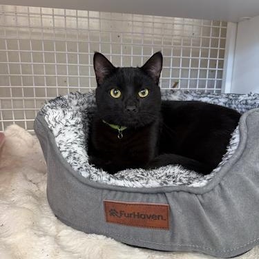 Enlarge Simba (Marcelle), an adopted Bombay in Woodland Hills, CA image 1/1