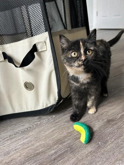 Celeste — thumbnail 2