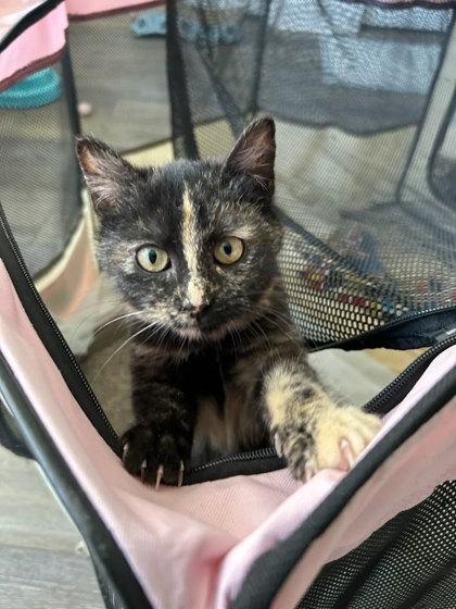 Celeste — thumbnail 3