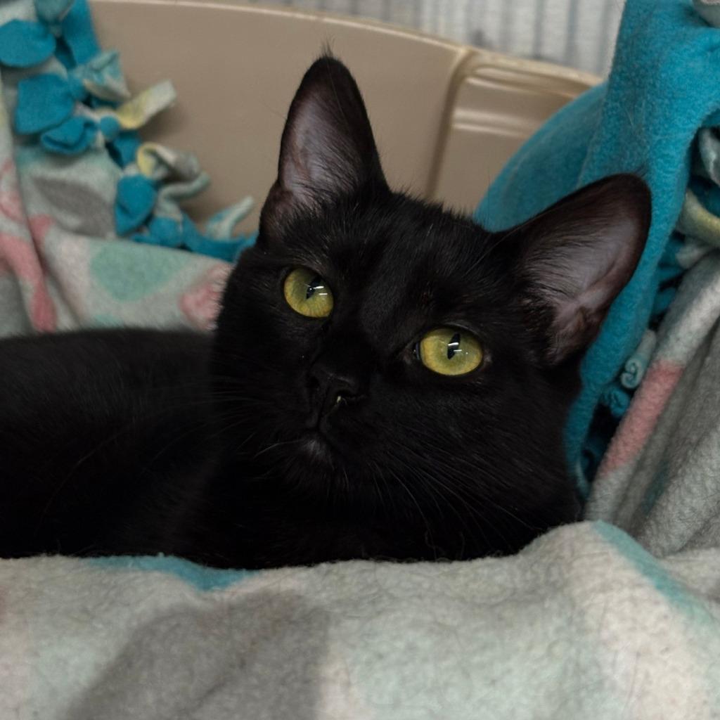 Suri, Adoptable, Young Female Domestic Short Hair.