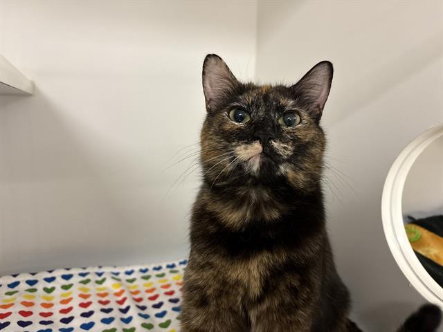 Enlarge MISHU, a Adoptable Domestic Short Hair in Kent, WA image 1/1