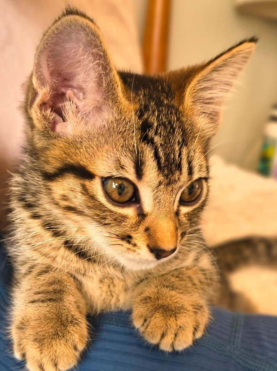 Enlarge Carmen Lots of Fun, an adopted Tabby in Newport, WA image 4/6