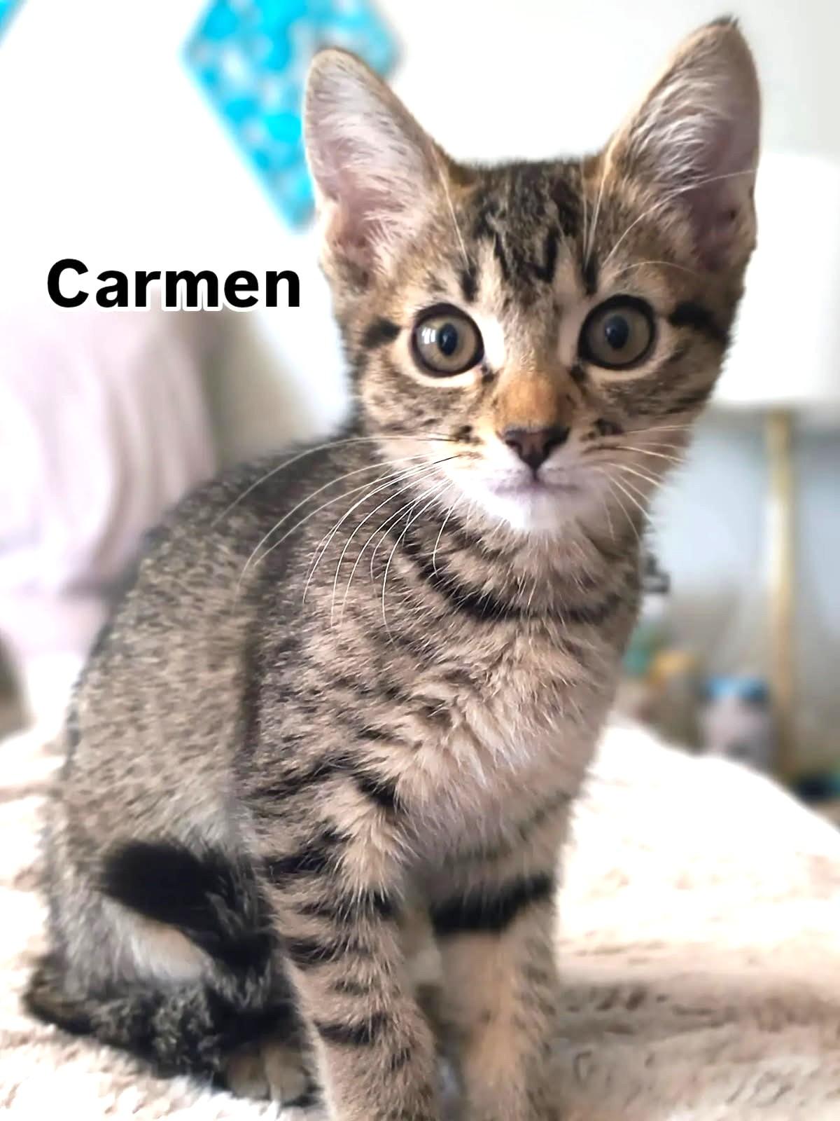 Carmen Lots of Fun, adopted, Kitten Female Tabby.