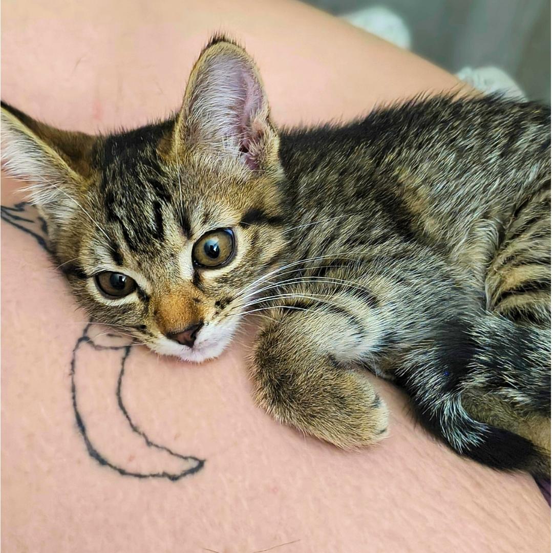 Enlarge Carmen Lots of Fun, an adopted Tabby in Newport, WA image 5/6
