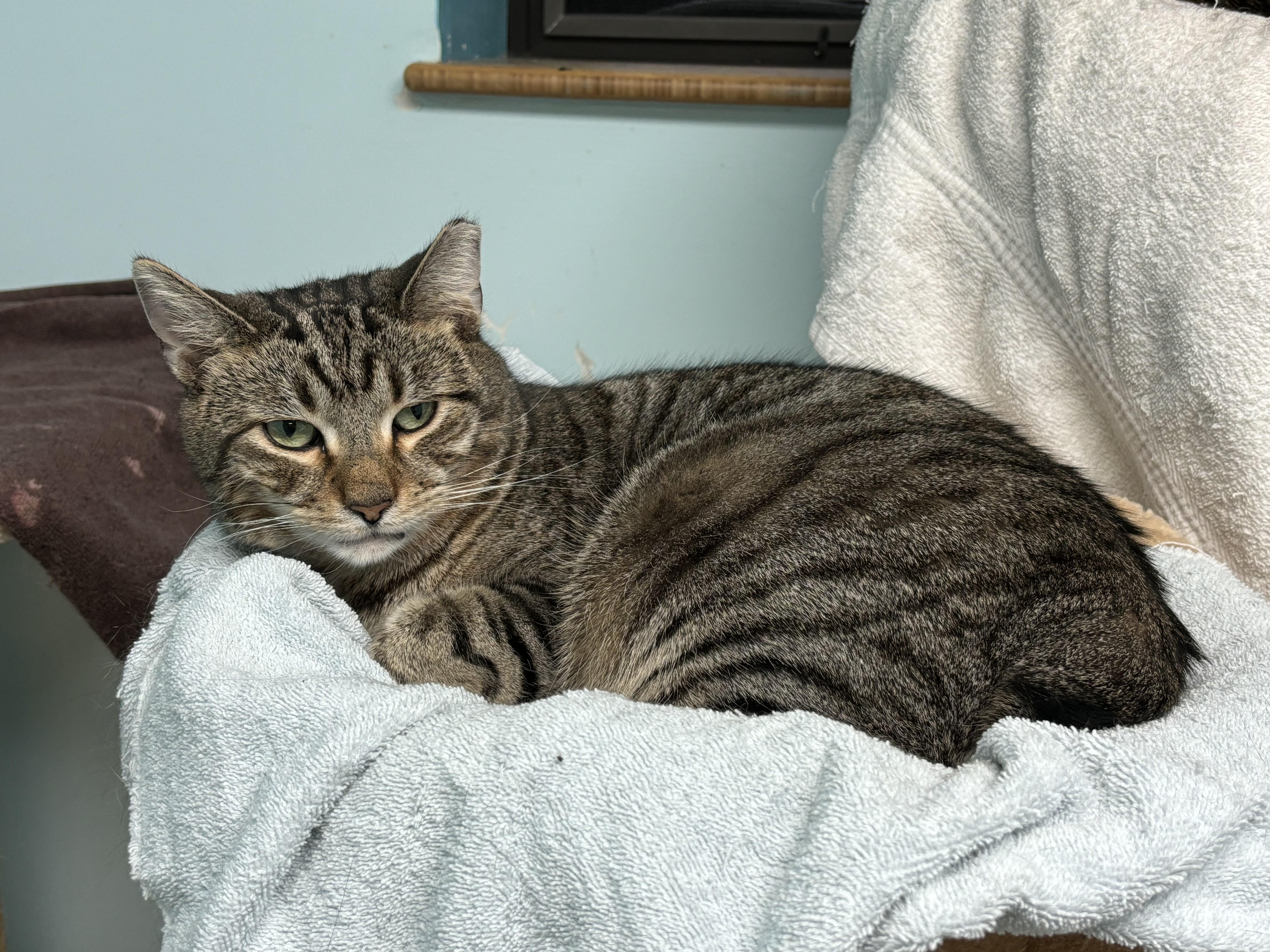 Rudolph, Adoptable, Senior Male Domestic Short Hair.