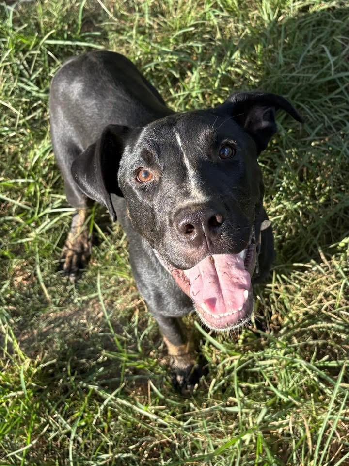 Turtle, a Adoptable mixed breed in Calera, AL image 4/6