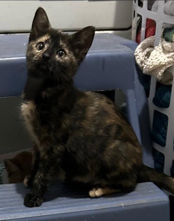 Gorgeous (Available 11/6/26), Adoptable, Young Female Domestic Short Hair & Tortoiseshell.