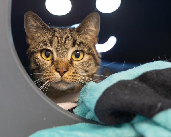 PENELOPE, Adoptable, Adult Female Domestic Short Hair.