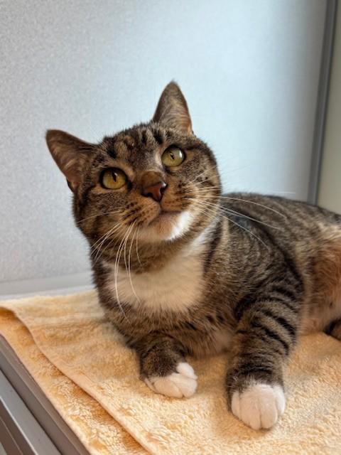 PENELOPE, Adoptable, Adult Female Domestic Short Hair.