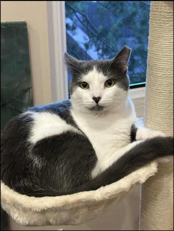 Enlarge Smudge (FIV+), a Adoptable Domestic Short Hair in Monrovia, CA image 2/3