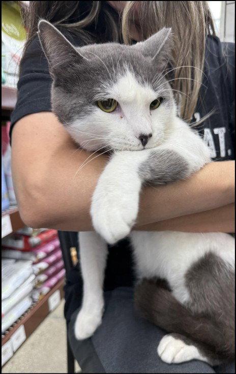 Smudge (FIV+), Adoptable, Adult Male Domestic Short Hair.