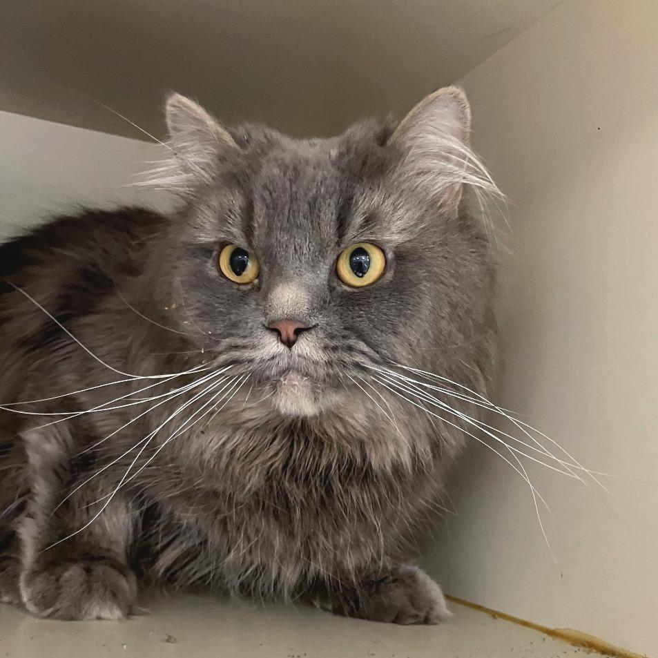 Fur ball, a Adoptable Persian in Idaho Falls, ID image 1/4