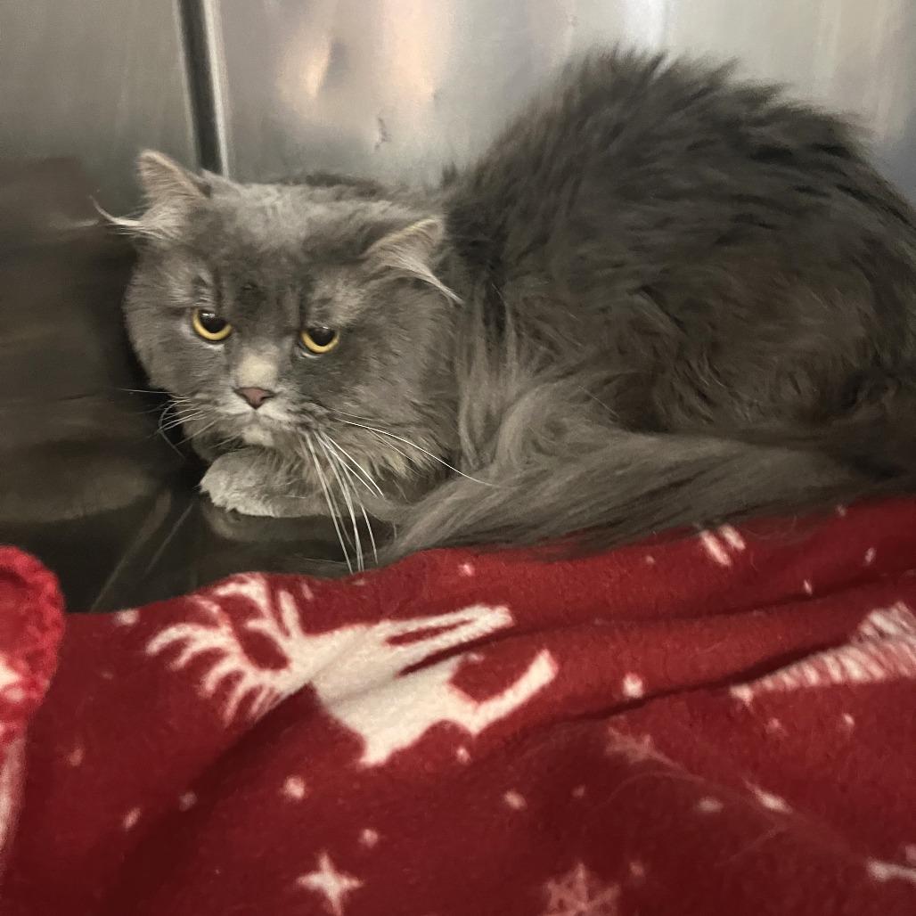 Fur ball, a Adoptable Persian in Idaho Falls, ID image 2/4