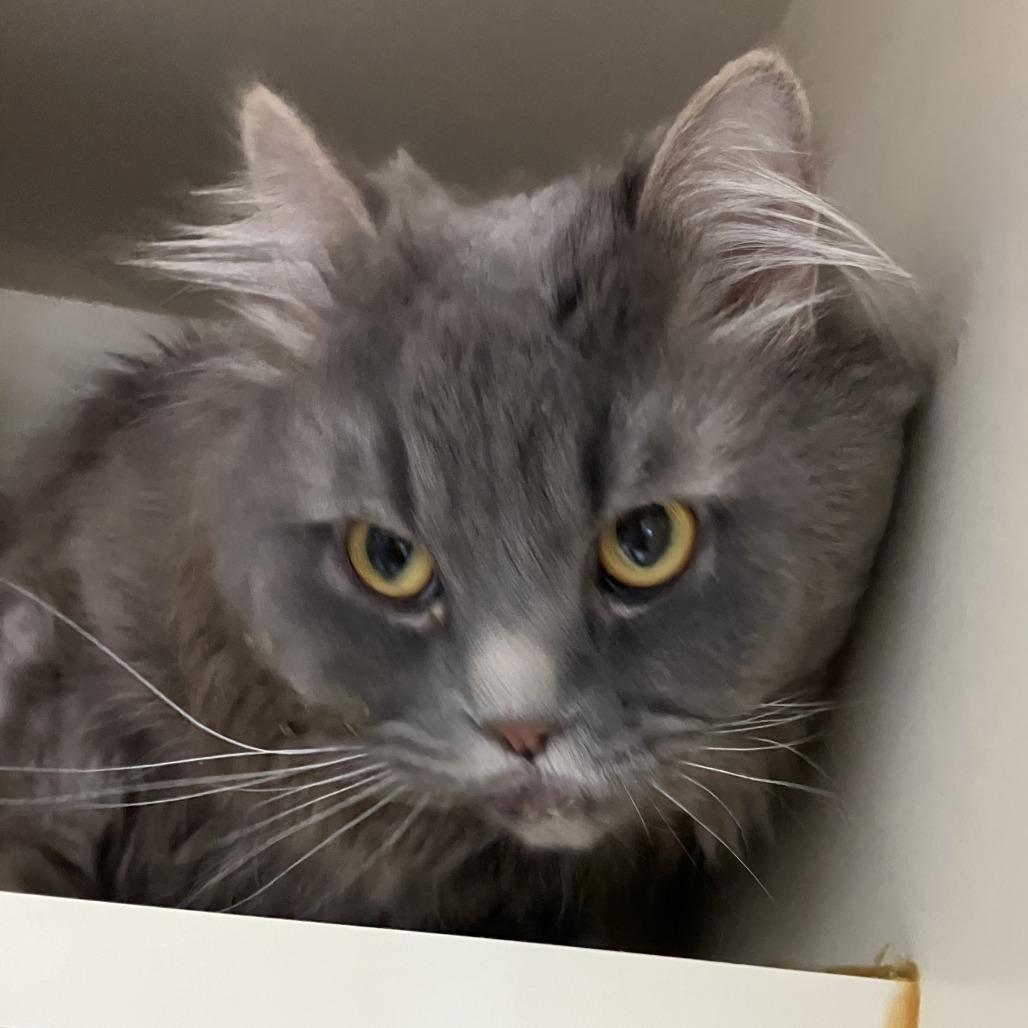 Fur ball, a Adoptable Persian in Idaho Falls, ID image 3/4