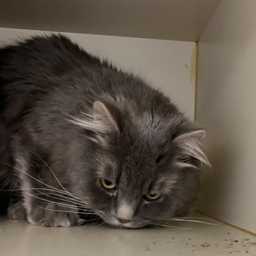 Fur ball, a Adoptable Persian in Idaho Falls, ID image 4/4