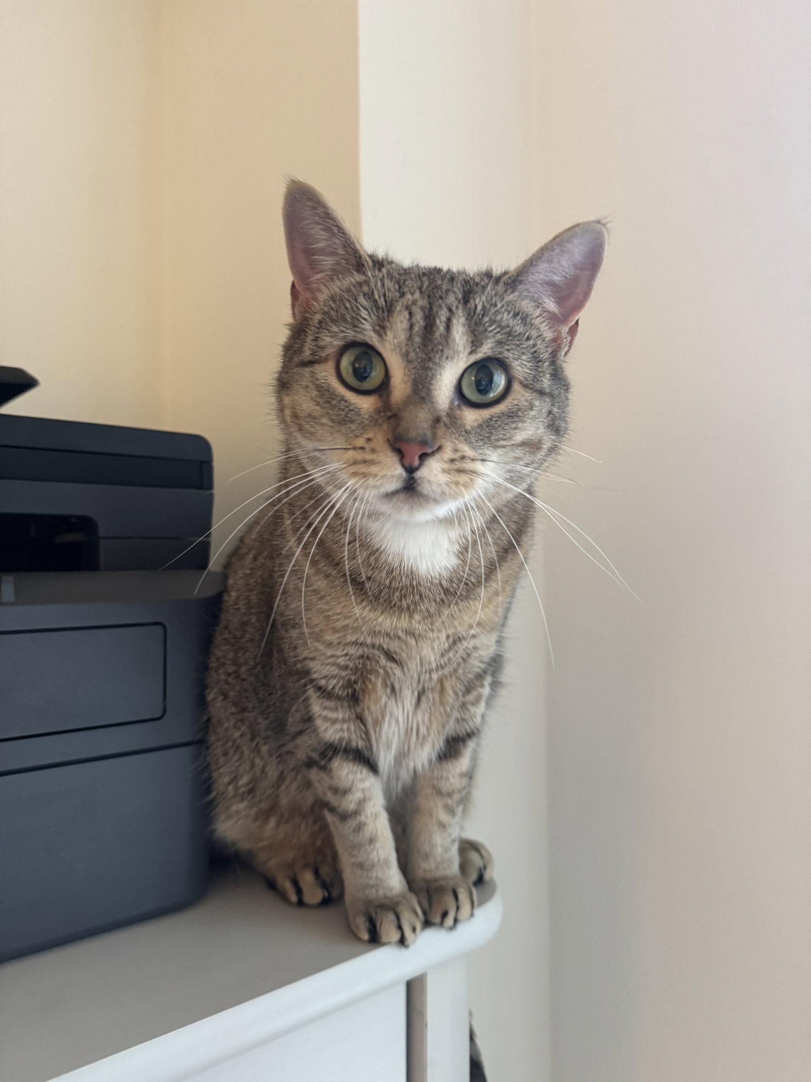 Enlarge Figgy and Luna, a Adoptable Domestic Short Hair in Brooklyn, NY image 3/3