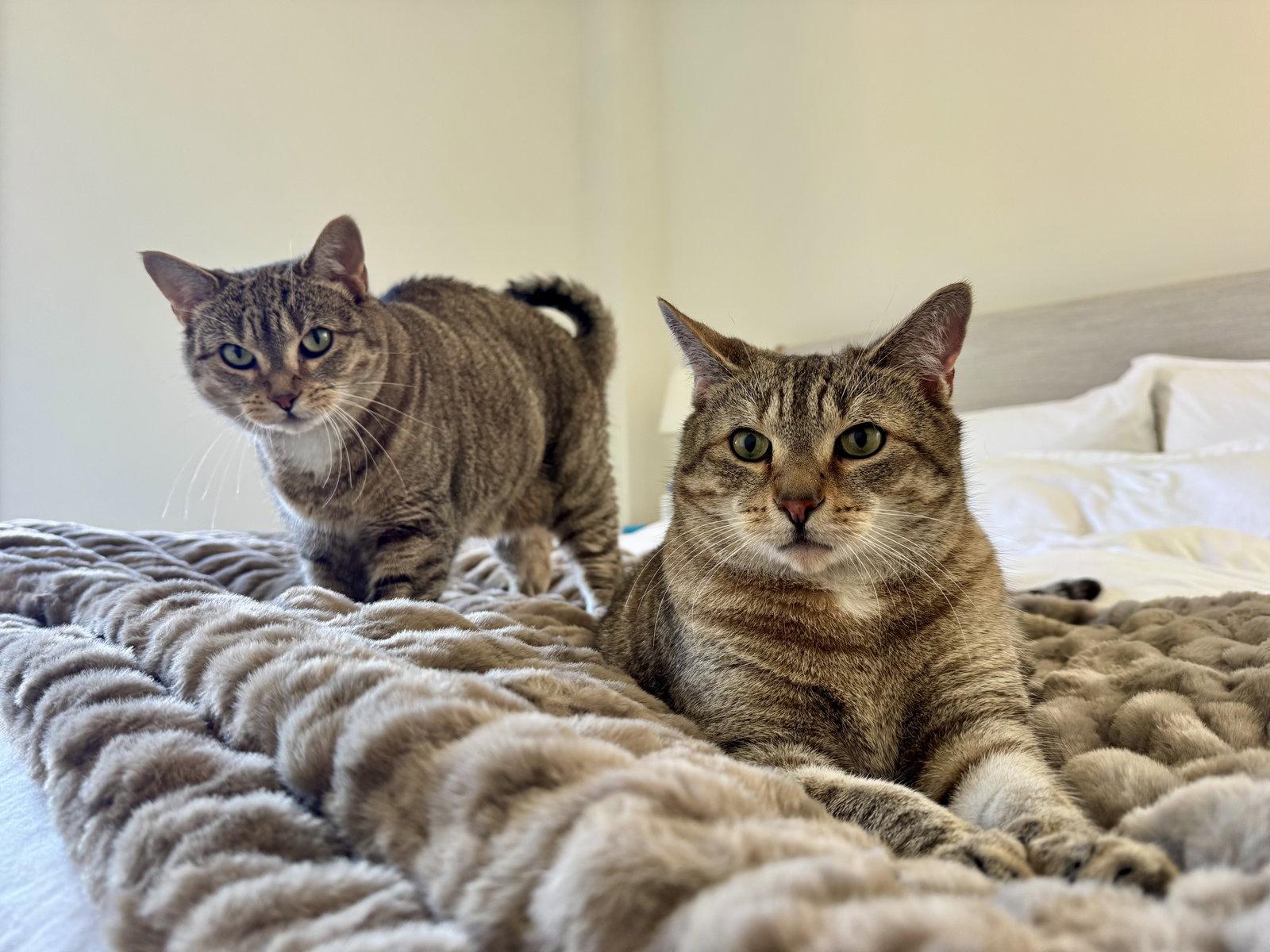 Enlarge Figgy and Luna, a Adoptable Domestic Short Hair in Brooklyn, NY image 1/3