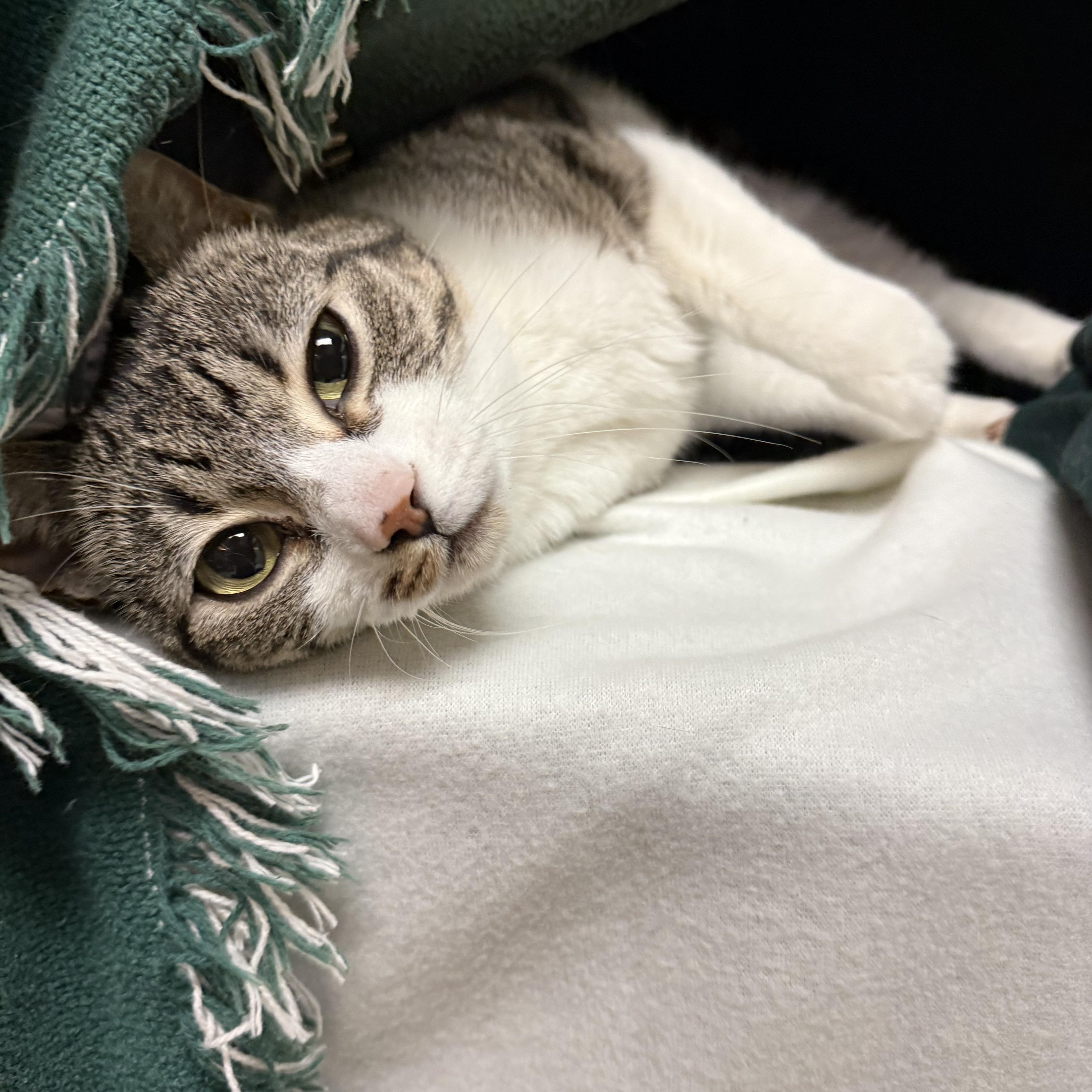 Enlarge Jessie, a Adoptable Domestic Short Hair in Brownsville, VT image 1/1