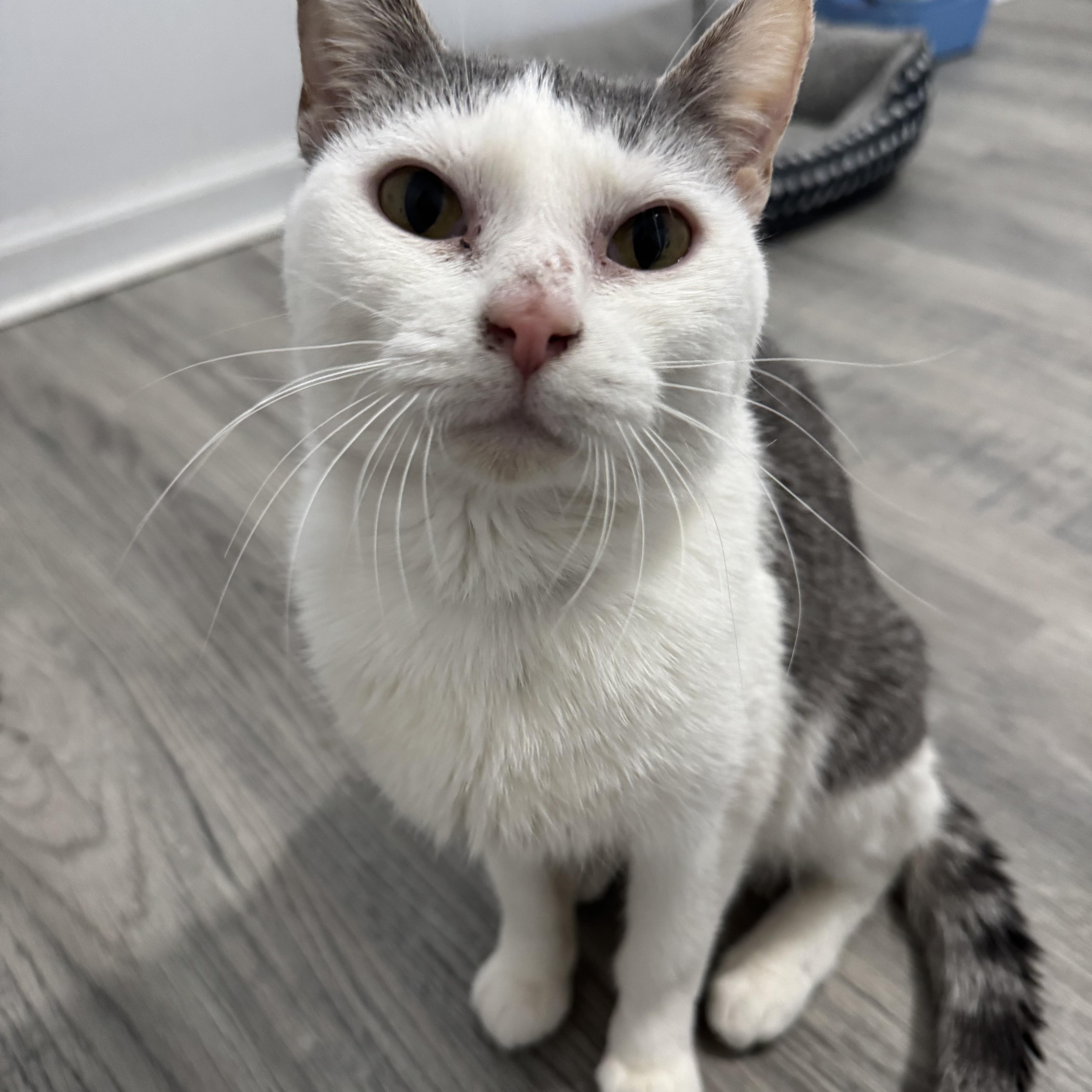 Elsa, ADOPTABLE, Young Female American Shorthair.