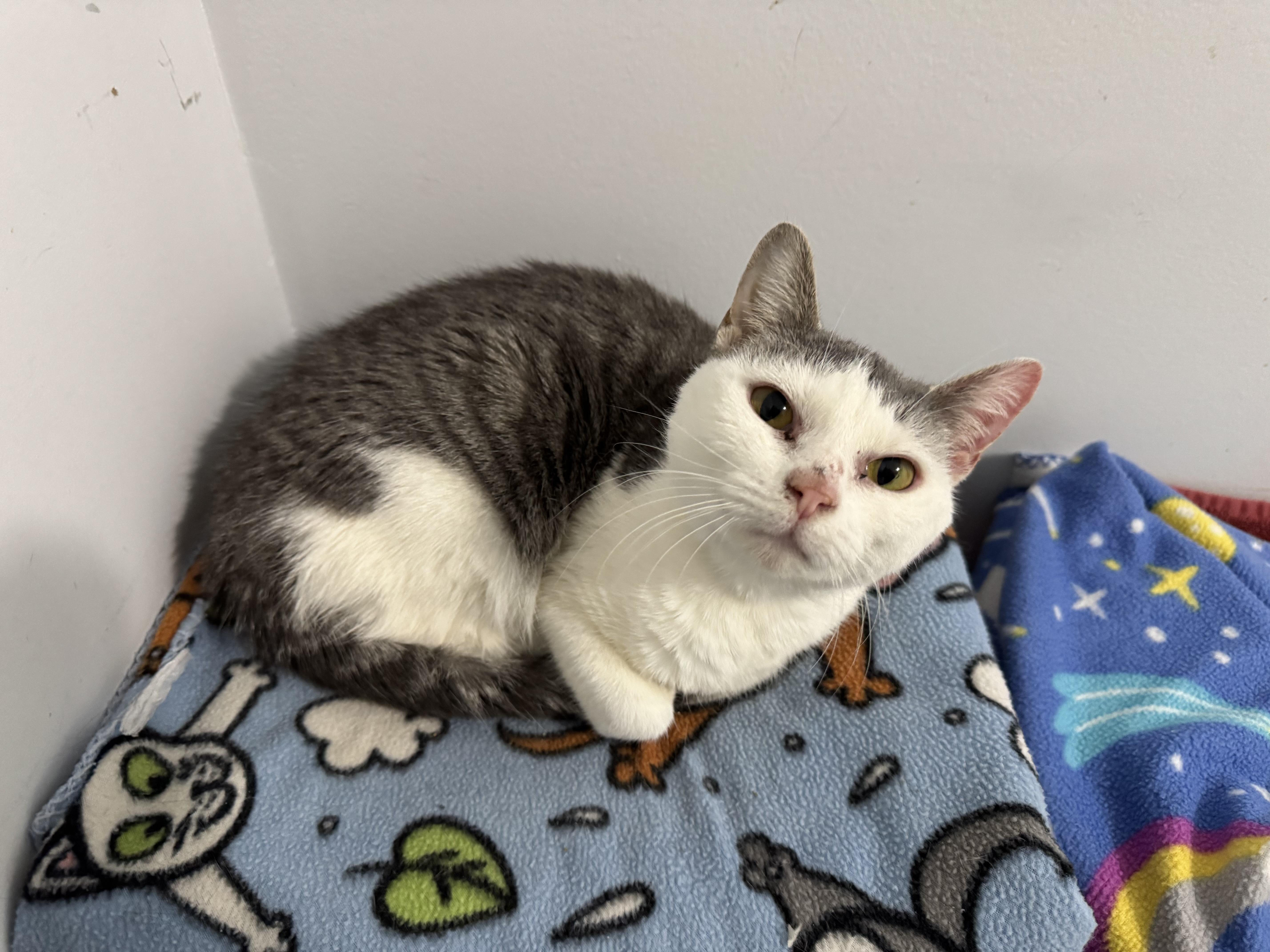 Enlarge Elsa, a ADOPTABLE American Shorthair in Wadsworth, IL image 3/3