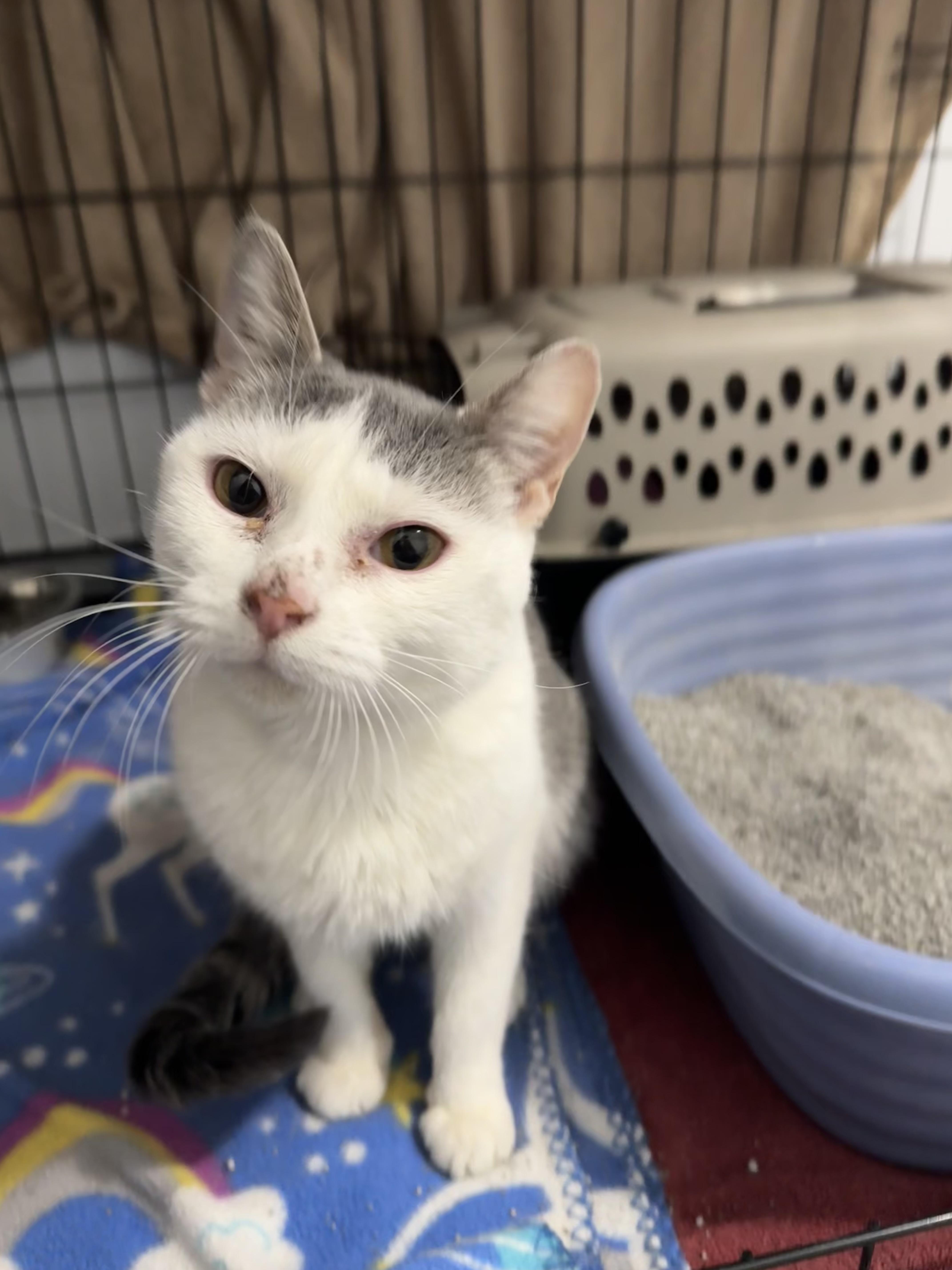Enlarge Elsa, a ADOPTABLE American Shorthair in Wadsworth, IL image 2/3