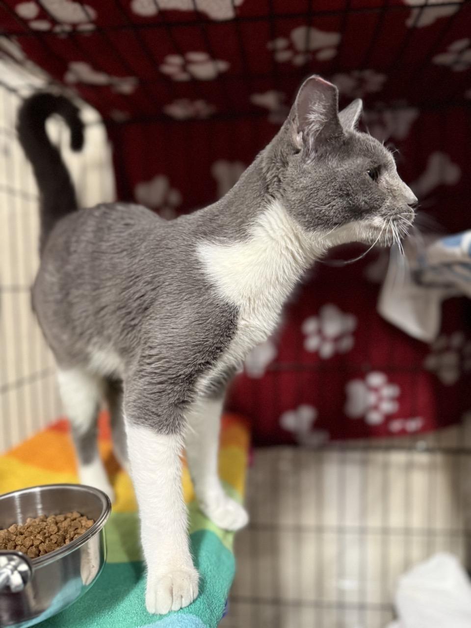 Artie, adoptable, Kitten Male Domestic Short Hair.