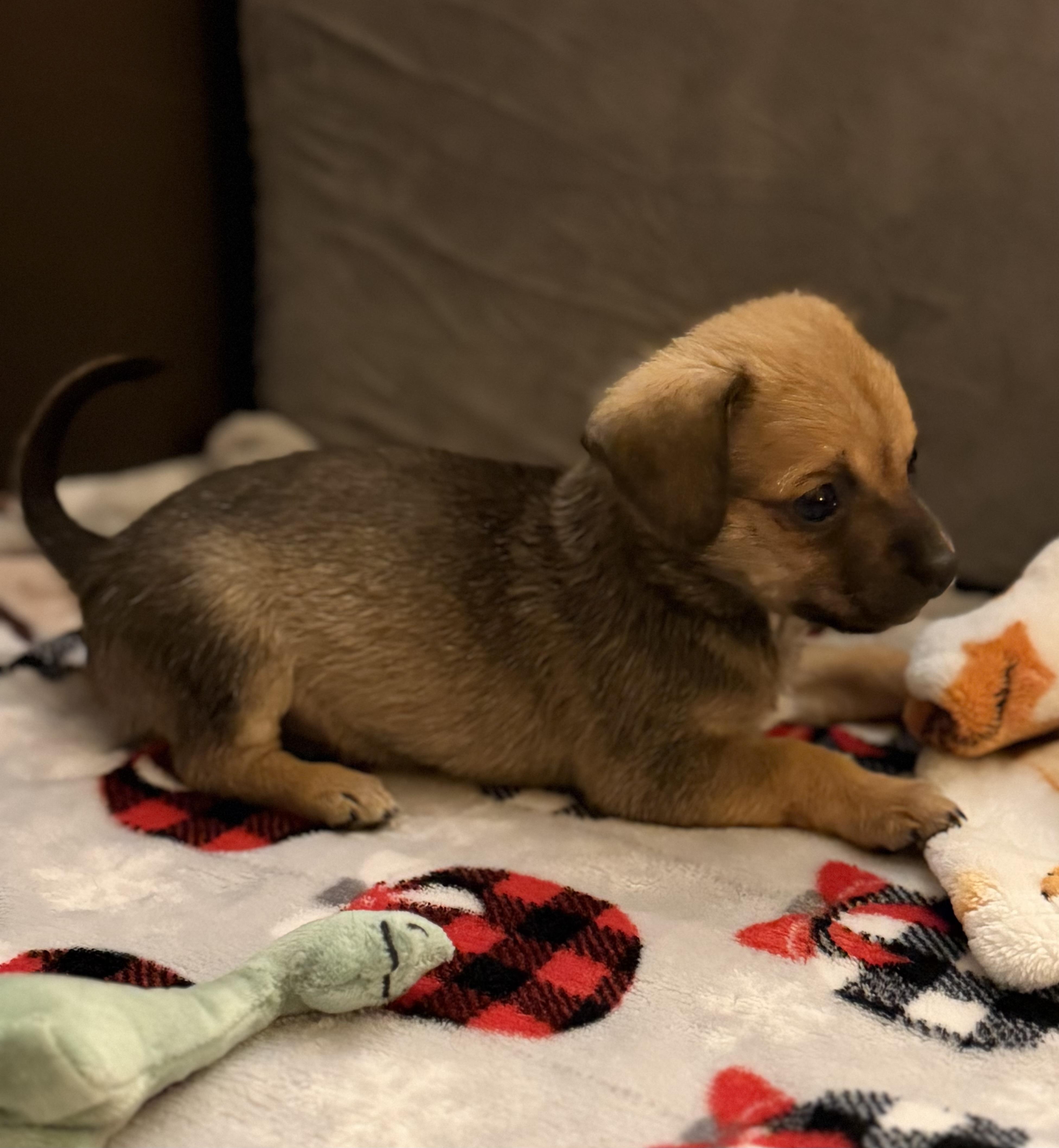 Enlarge Empress, an adoptable mixed breed in Olympia, WA image 1/3