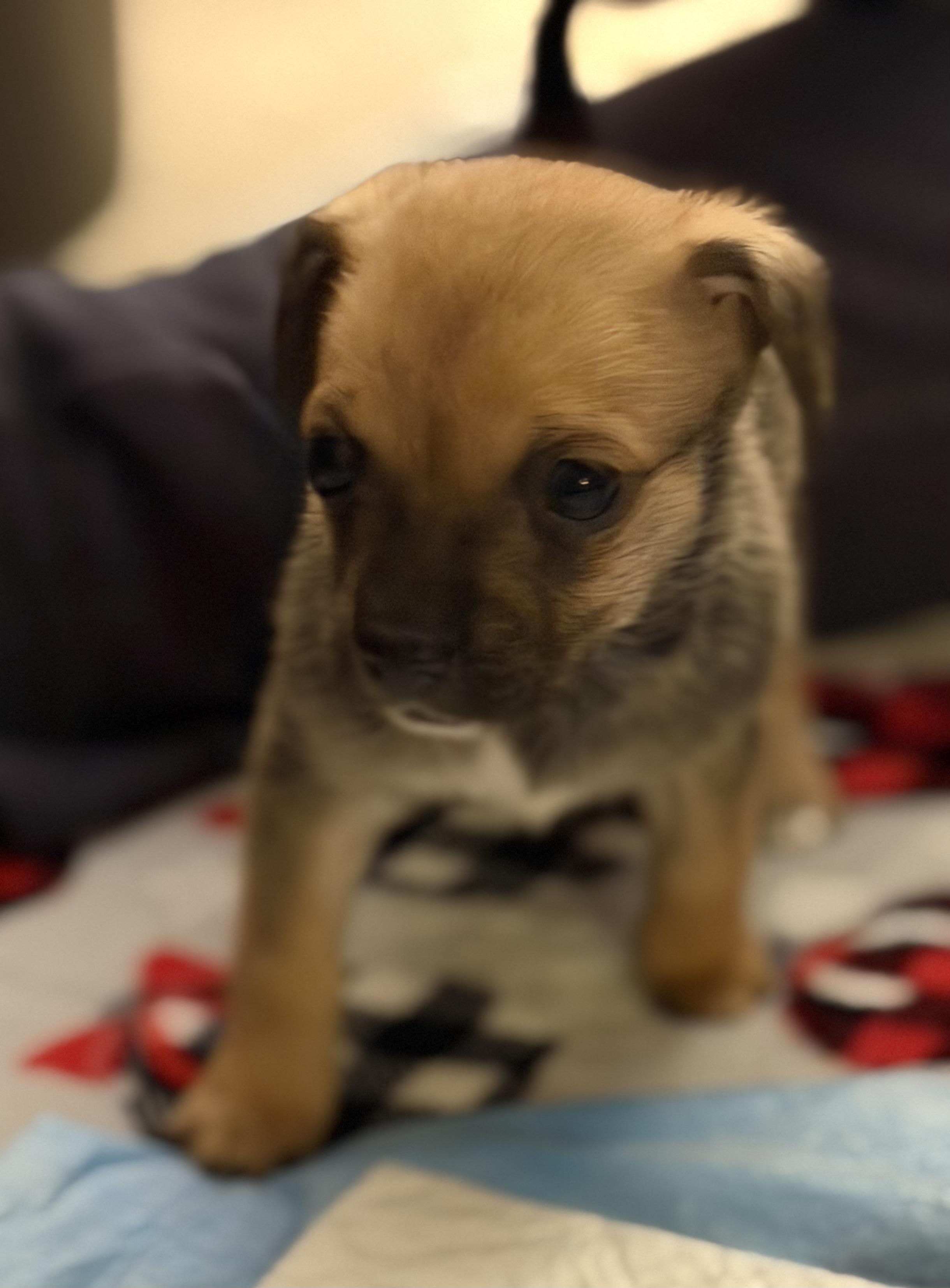 Enlarge Empress, an adoptable mixed breed in Olympia, WA image 2/3