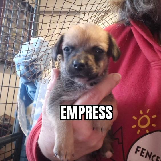 Enlarge Empress, an adoptable mixed breed in Olympia, WA image 3/3