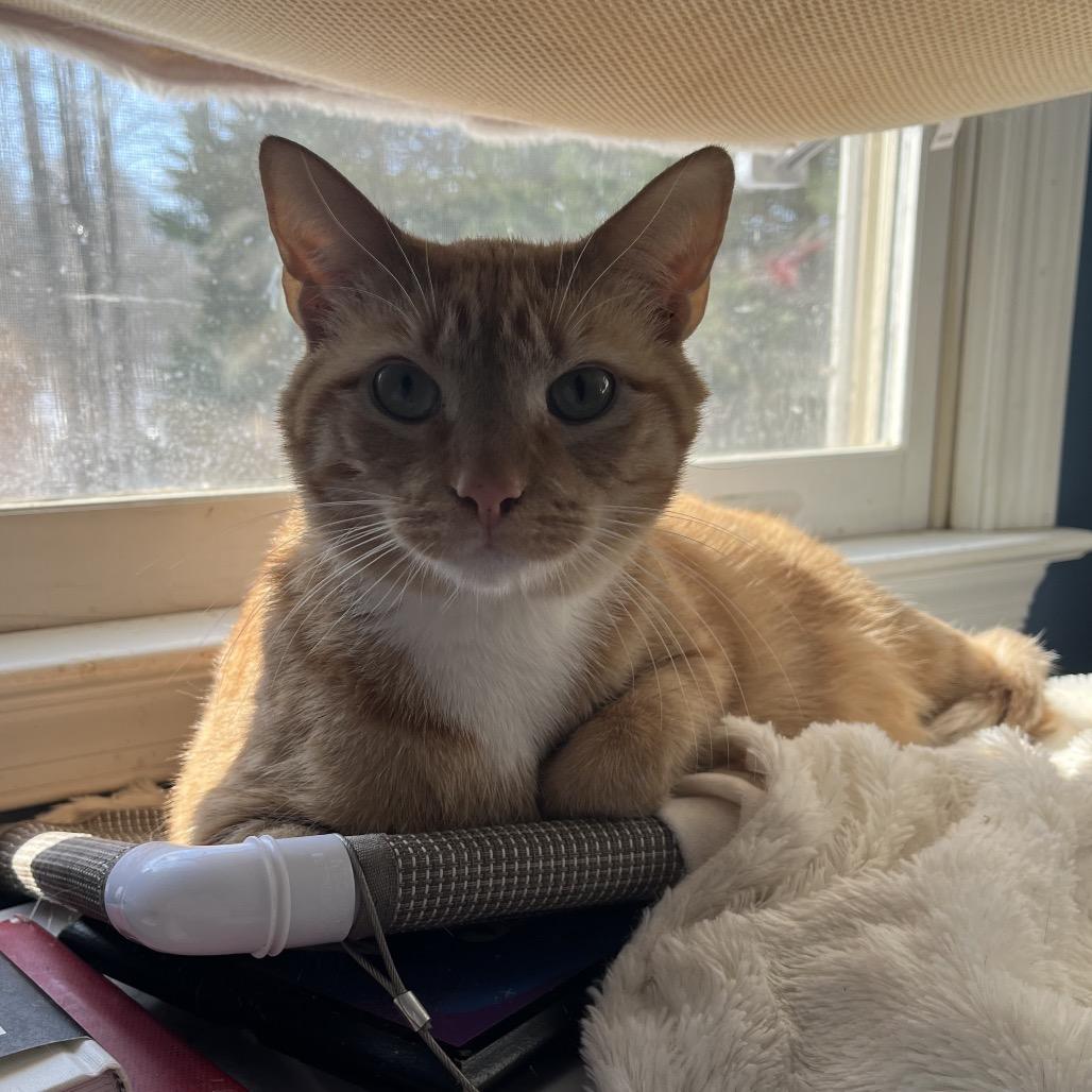 Bobby Flay, a Adoptable Domestic Short Hair in Fredericksburg, VA image 1/3