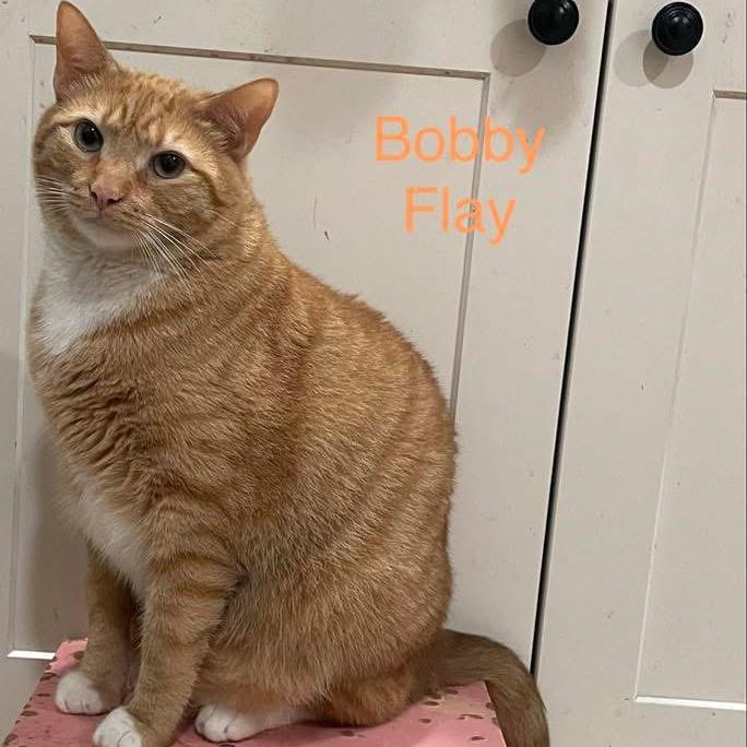 Bobby Flay, a Adoptable Domestic Short Hair in Fredericksburg, VA image 2/4