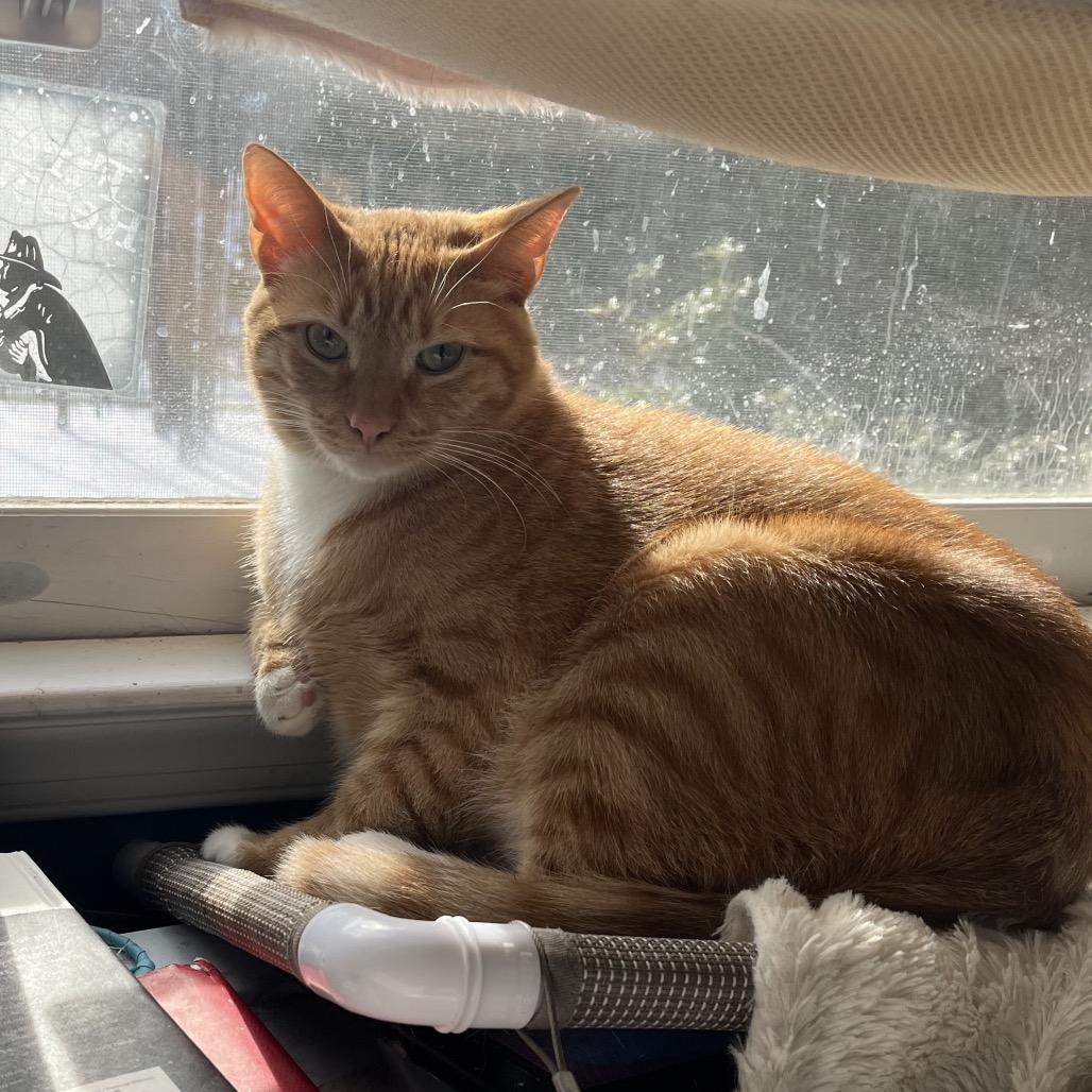 Bobby Flay, a Adoptable Domestic Short Hair in Fredericksburg, VA image 2/3