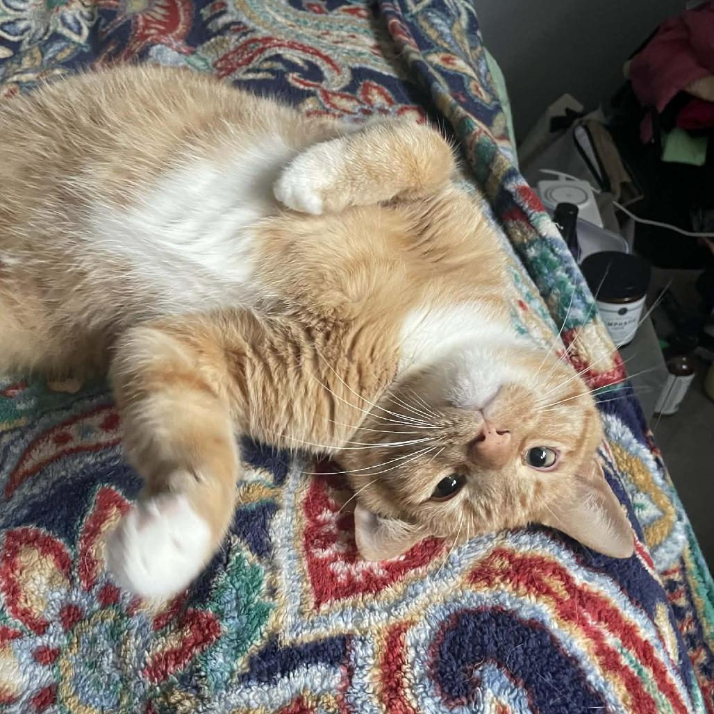 Bobby Flay, a Adoptable Domestic Short Hair in Fredericksburg, VA image 3/3