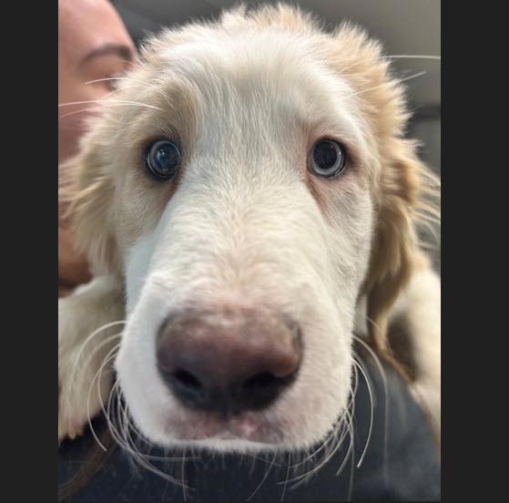 Parmesan, adopted, Puppy Male Mixed Breed.