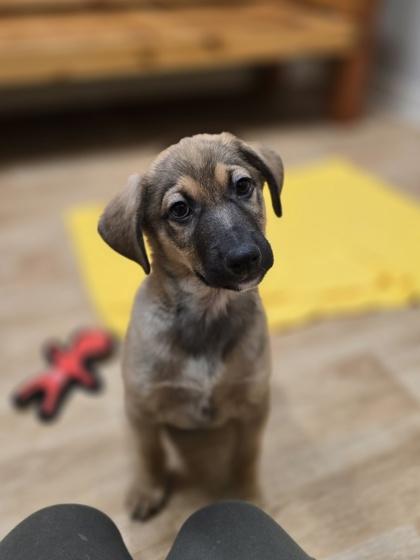 Zachary, ADOPTABLE, Puppy Male Mixed Breed.