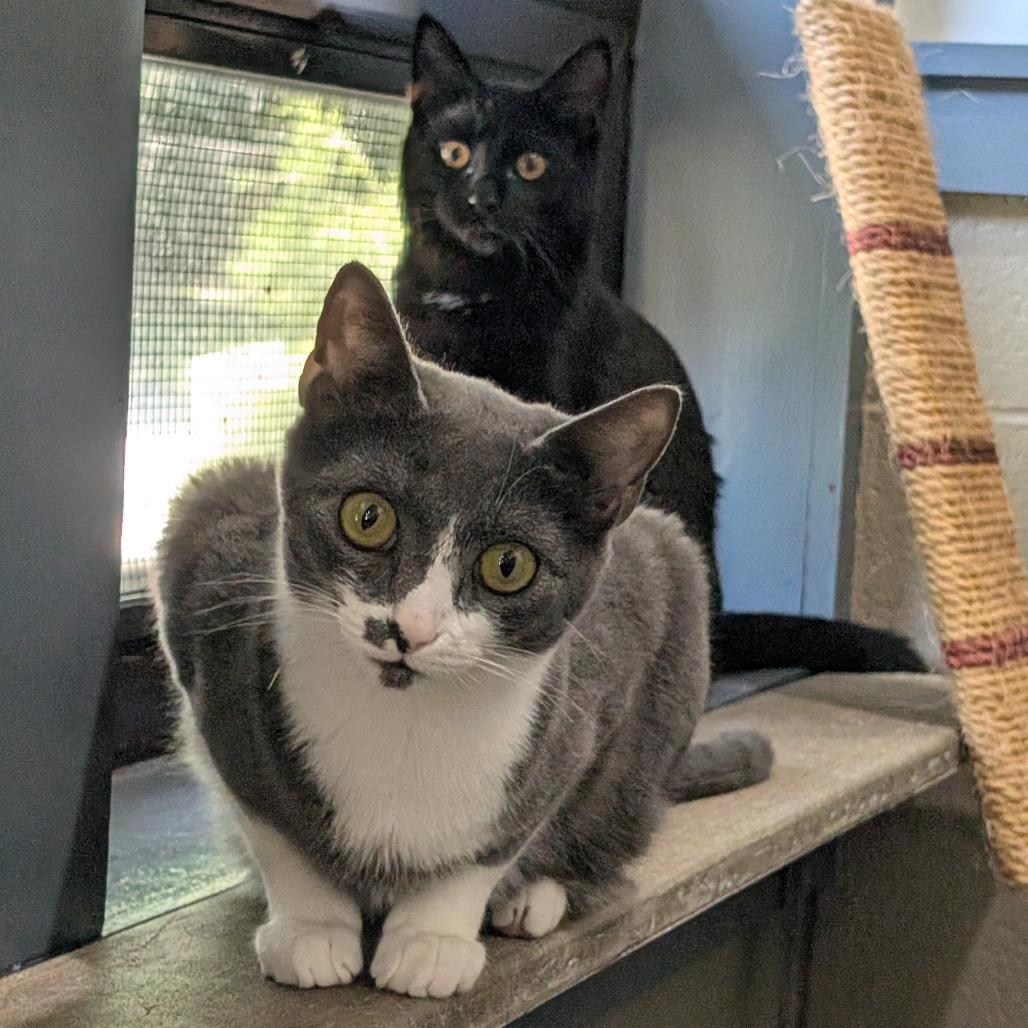 Krew, Adoptable, Young Male Domestic Short Hair.