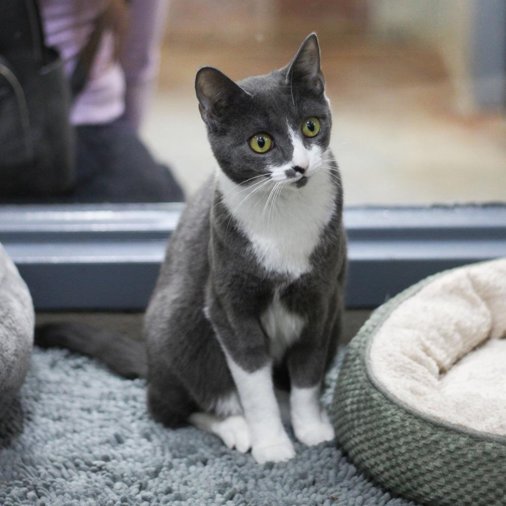 Krew, Adoptable, Young Male Domestic Short Hair.