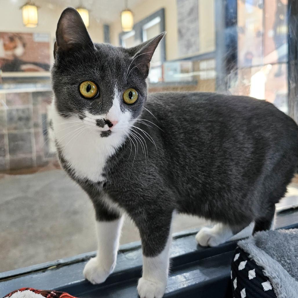 Enlarge Krew, a Adoptable Domestic Short Hair in Versailles, KY image 1/3