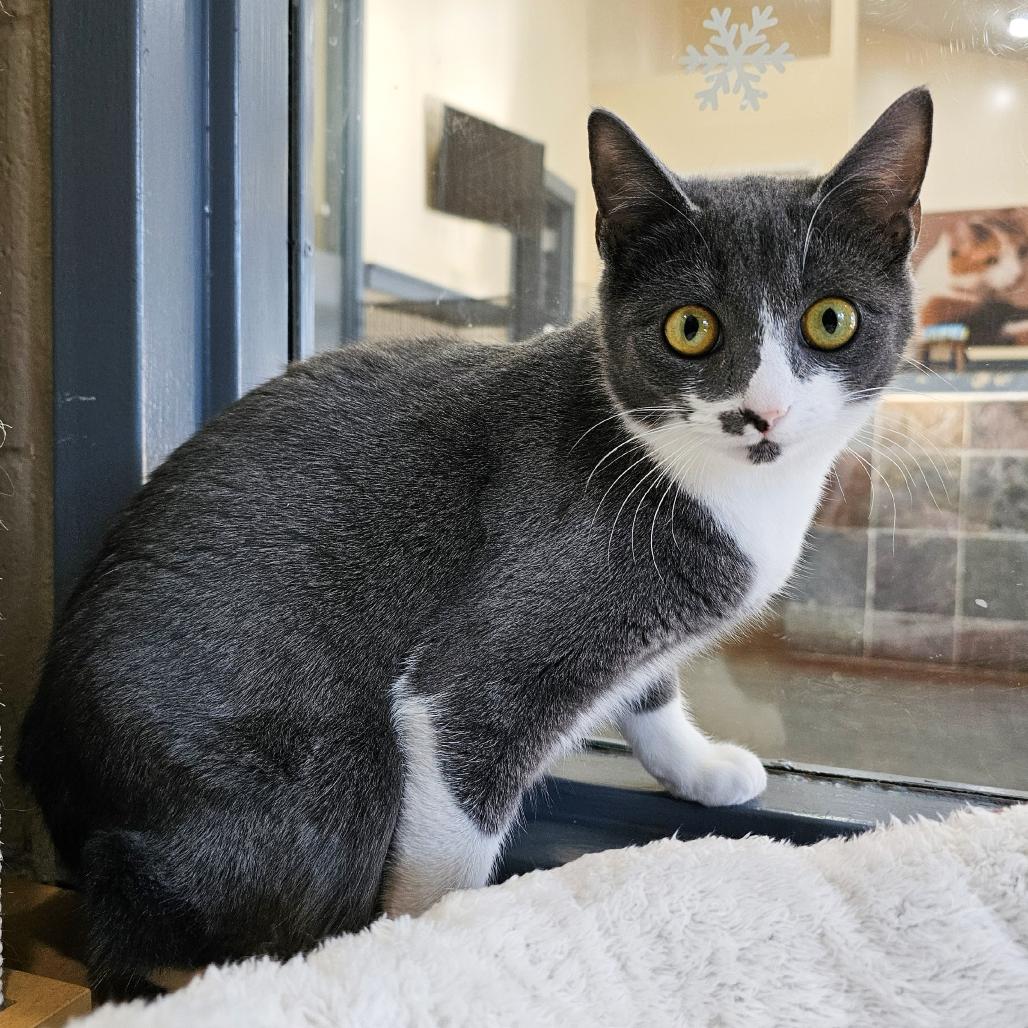 Enlarge Krew, a Adoptable Domestic Short Hair in Versailles, KY image 2/3