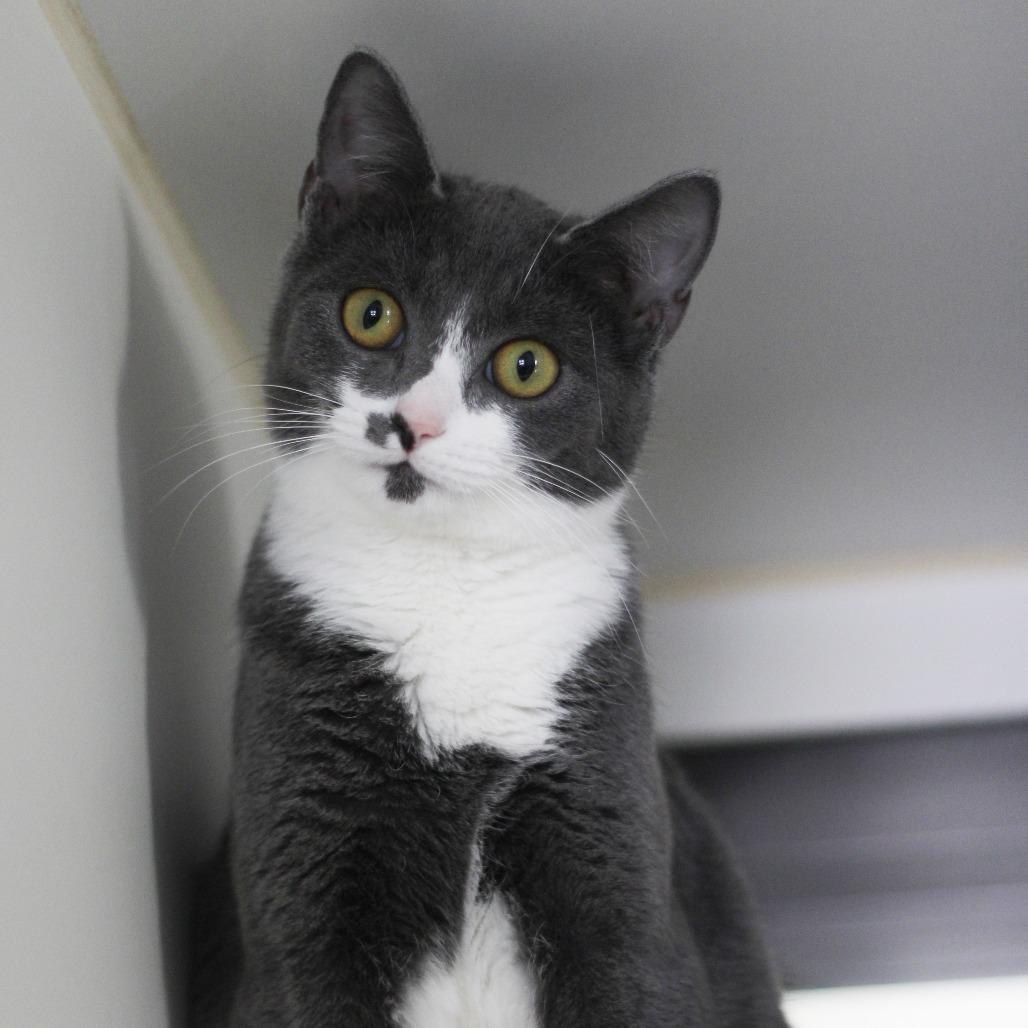 Enlarge Krew, a Adoptable Domestic Short Hair in Versailles, KY image 3/3