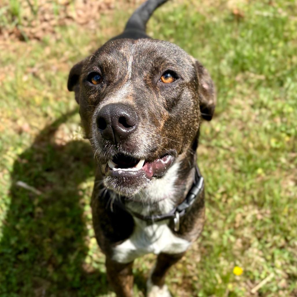 Vernon, Adoptable, Young Male Mixed Breed.