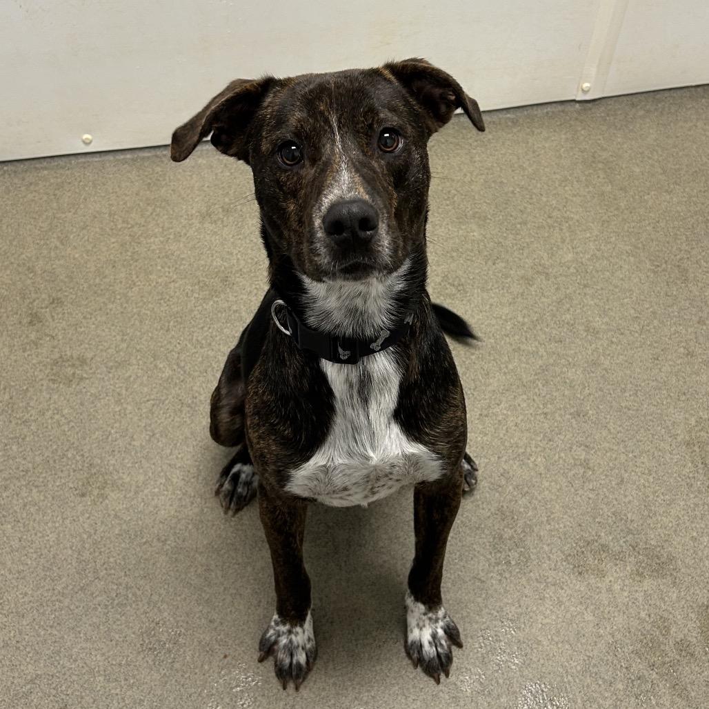 Enlarge Vernon, a Adoptable Mixed Breed in Rocky Mount, VA image 2/6