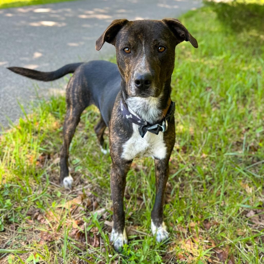 Enlarge Vernon, a Adoptable Mixed Breed in Rocky Mount, VA image 3/6