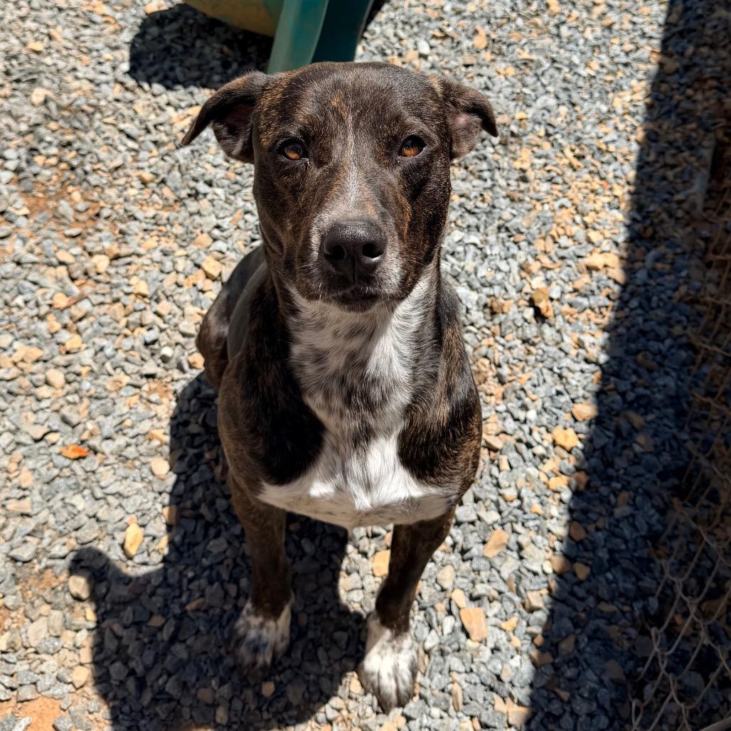 Enlarge Vernon, a Adoptable Mixed Breed in Rocky Mount, VA image 4/6